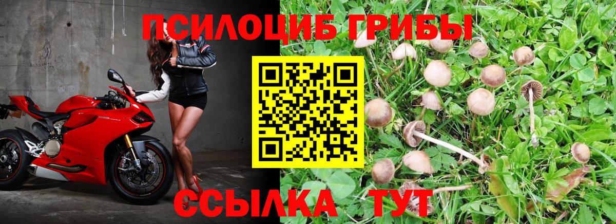 Псилоцибиновые грибы GOLDEN TEACHER Ессентуки